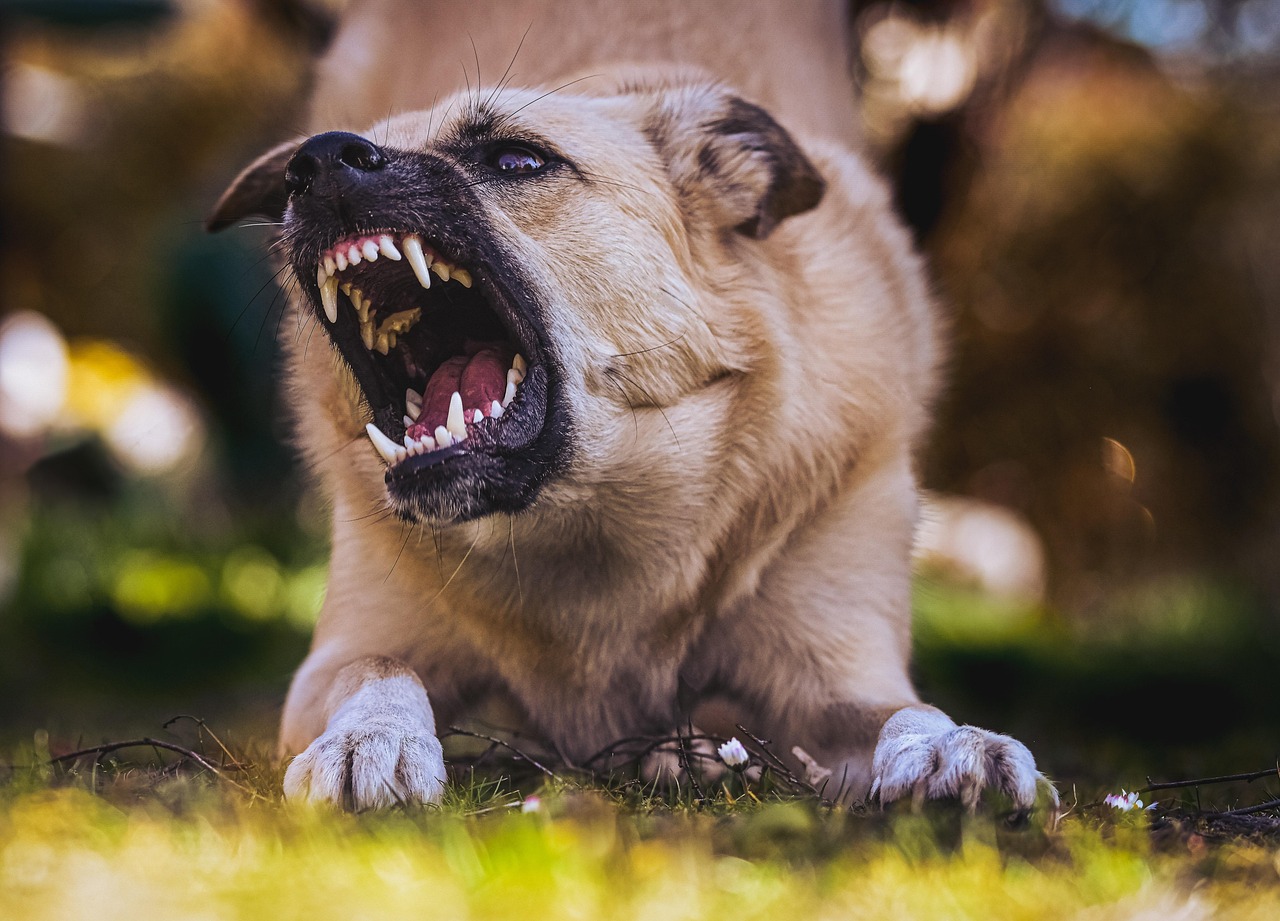 How To Stop Food Aggression In Dogs: NJ Expert Shares Tips & When To Get Help