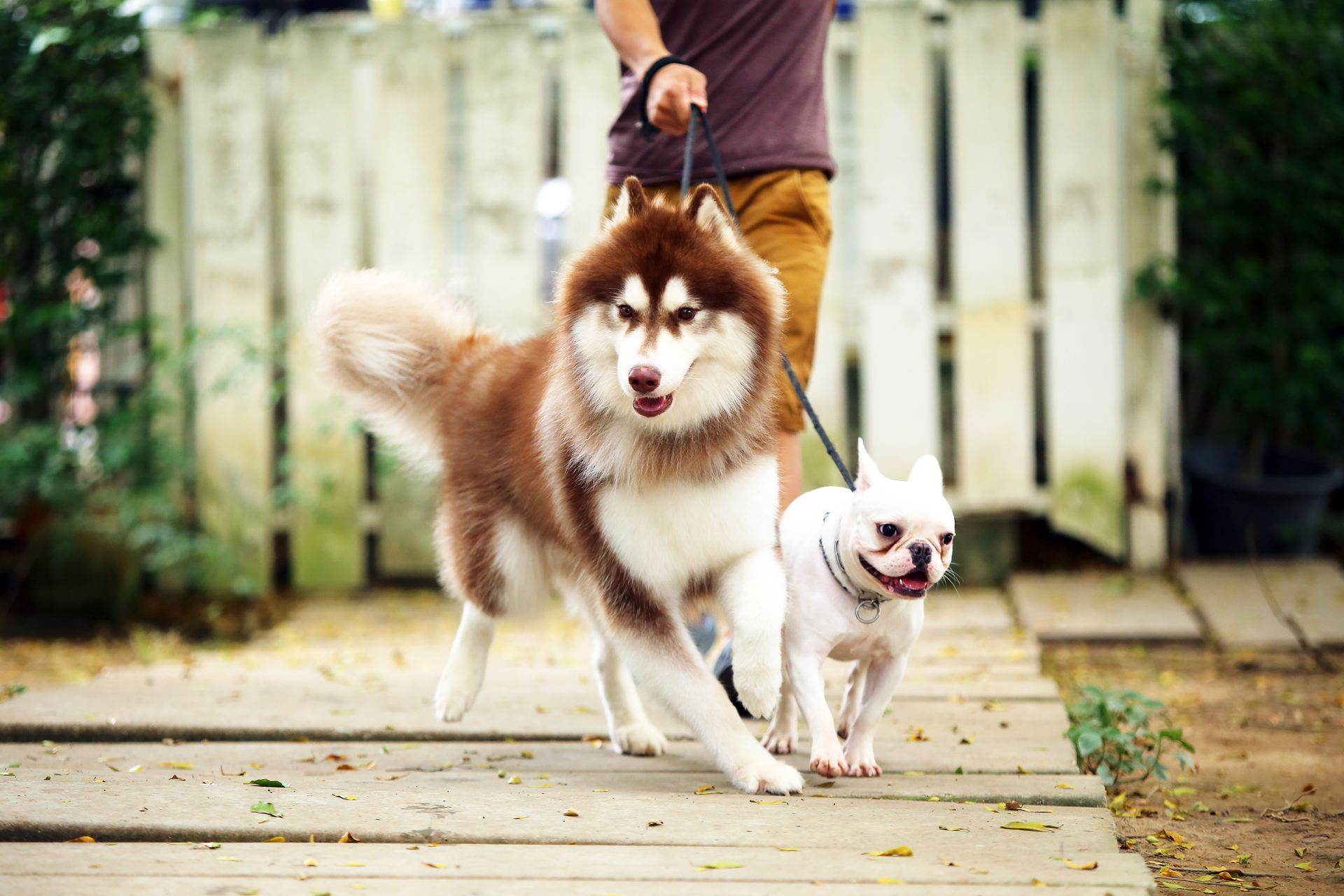Midday Dog Walker: Raleigh Pro Explains Why You Need One & How to Hire